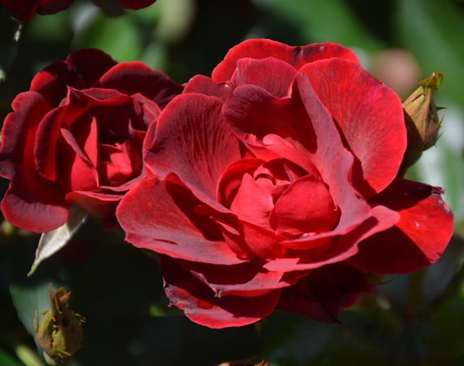 Rose, Floribunda 'Brick House'