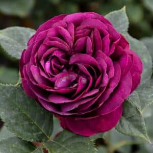 Rose, Floribunda 'Celestrial Night'