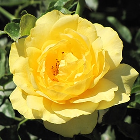 Rose, Floribunda 'Julia Child'