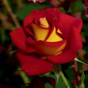 Rose, Floribunda 'Ketchup & Mustard'