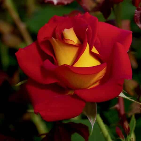 Rose, Floribunda 'Ketchup & Mustard'