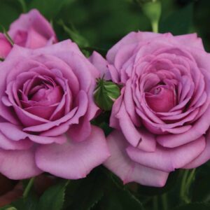 Rose, Floribunda 'Lavender Veranda'