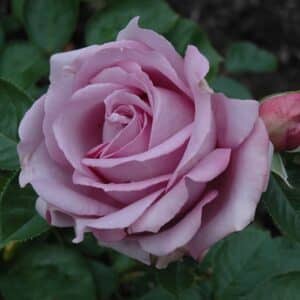 Rose, Floribunda 'Love Song'