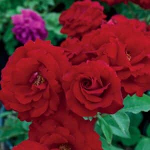 Rose, Floribunda 'Oh My!'
