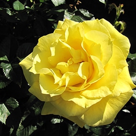Rose, Floribunda 'Sunsprite'