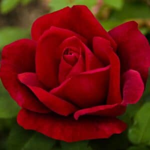 Rose, Hybrid Tea 'Chrysler Imperial'