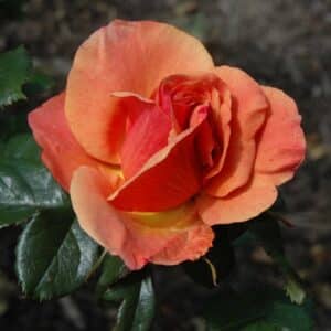 Rose, Hybrid Tea 'Anna's Promise'