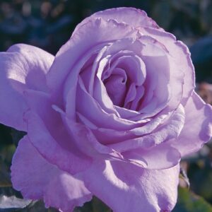Rose, Hybrid Tea 'Blue Girl'