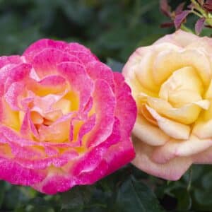 Rose, Hybrid Tea 'Enchanted Peace'