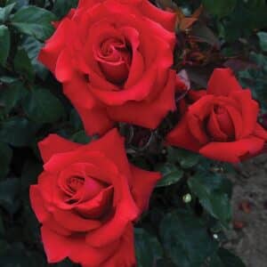 Rose, Hybrid Tea 'Eleganza Grande Amore'
