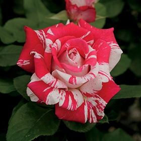 Rose, Hybrid Tea 'Neil Diamond'