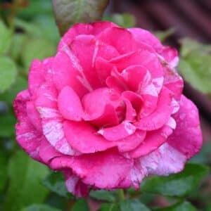 Rose, Hybrid Tea 'Parade Day'