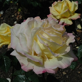 Rose, Hybrid Tea 'Peace'