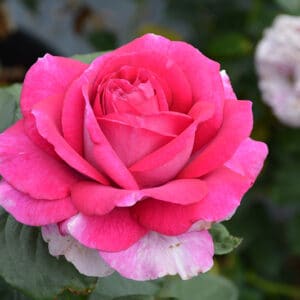 Rose, Hybrid Tea 'Perfume Factory'