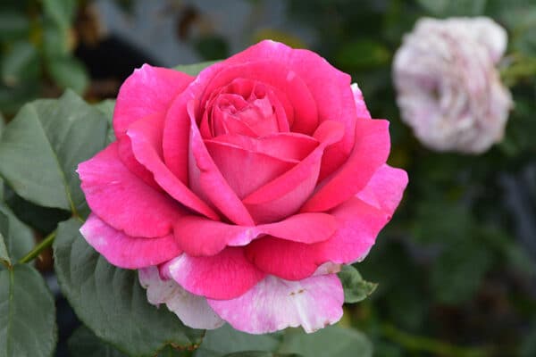 Rose, Hybrid Tea 'Perfume Factory'