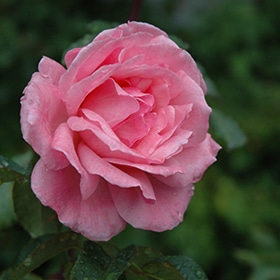 Rose, Hybrid Tea 'Queen Elizabeth'