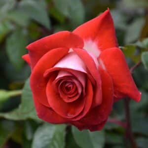 Rose, Hybrid Tea 'Smokin Hot'