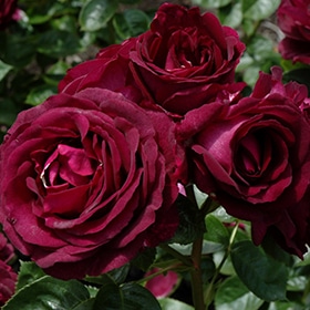 Rose, Hybrid Tea 'Twilight Zone'