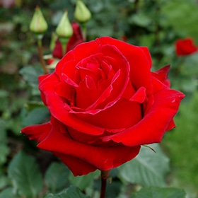 Rose, Hybrid Tea 'Veterans' Honor'