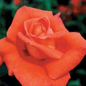 Rose, Hybrid Tea 'Voodoo'