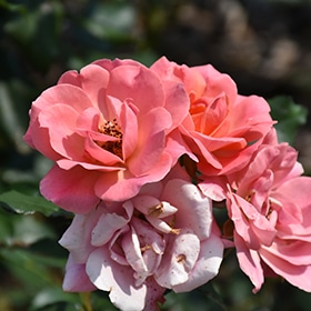 Rose, 'Coral Knock Out'
