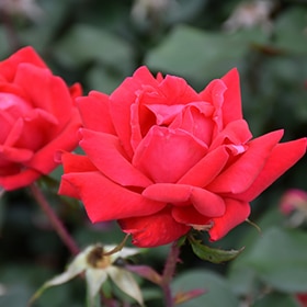 Rose, 'Double Knock Out'