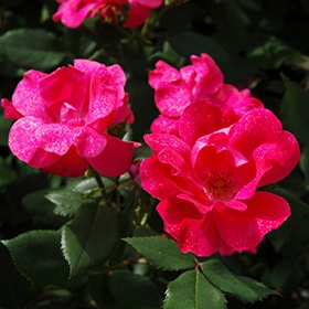 Rose, 'Knock Out' #2/#3