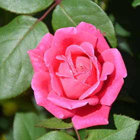 Rose, 'Pink Double Knock Out' #2/#3