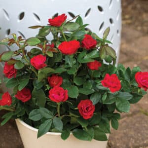 Rose, 'Petite Knock Out'