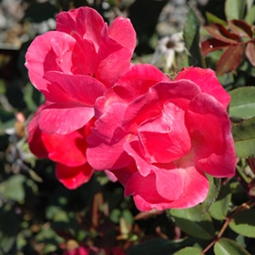Rose, 'Pink Knock Out'