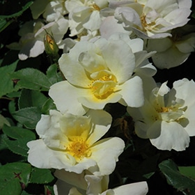 Rose, 'Sunny Knock Out'