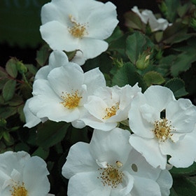 Rose, 'White Knock Out'