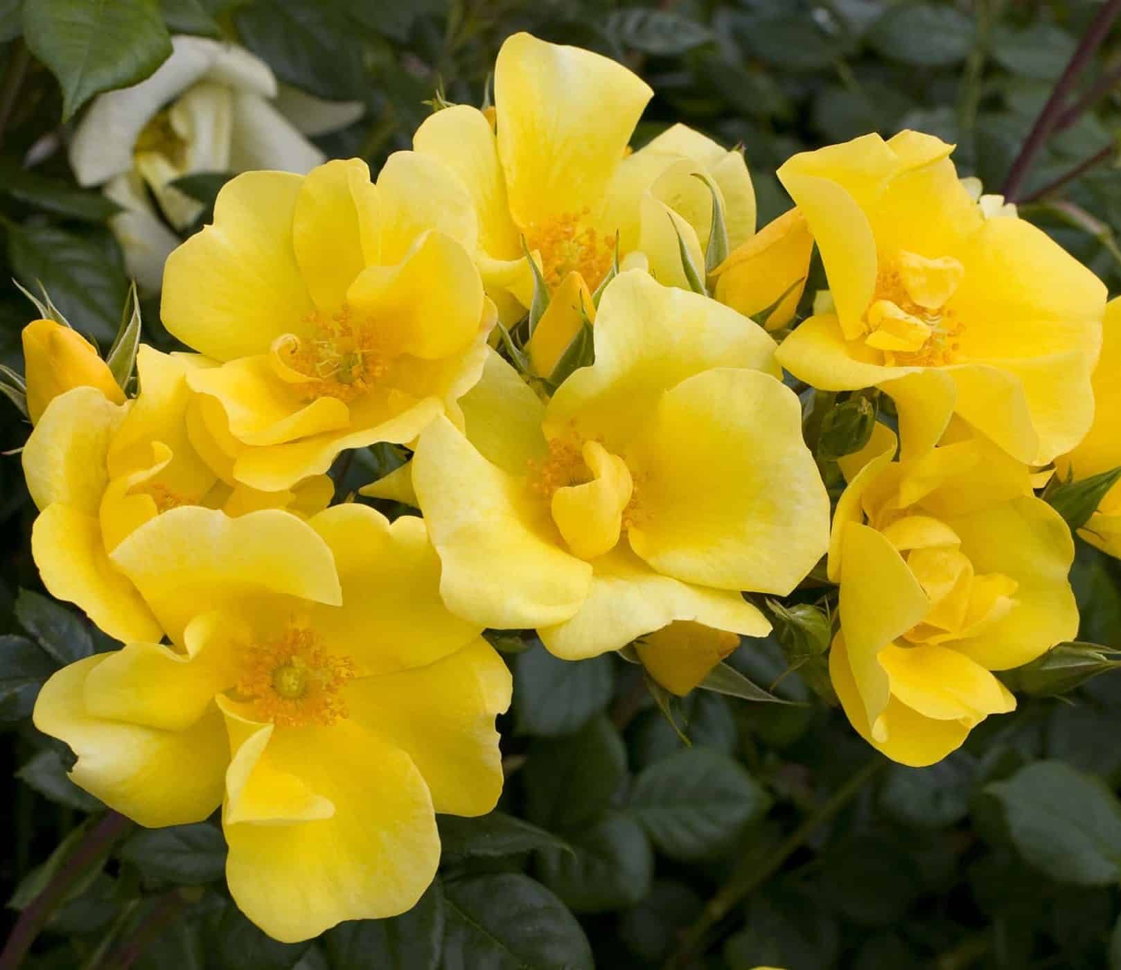 Rosa 'Limoncello'