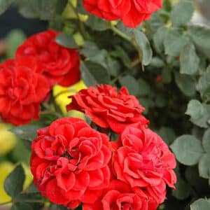 Rose, Miniature 'Autumn Sunblaze'