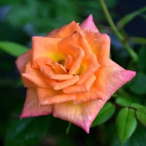 Rose, Miniature 'Cutie Pie'
