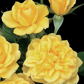 Rose, Miniature 'Lemon Drop'