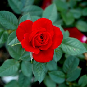 Rose, Miniature 'Ruby Ruby'