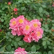 Rose, Oso Easy 'Double Pink'