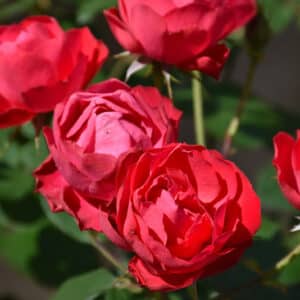 Rose, Oso Easy 'Double Red'