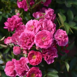 Rose, Oso Easy 'Easy Peasy'