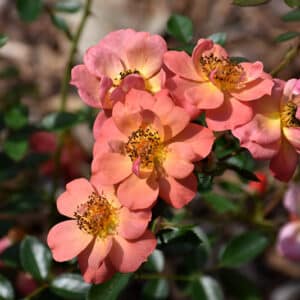 Rose, Oso Easy 'Hot Paprika'