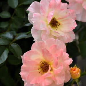 Rose, Oso Easy 'Italian Ice'