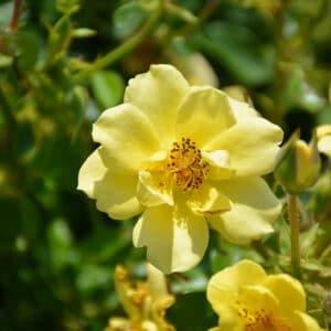 Rose, Oso Easy 'Lemon Zest'