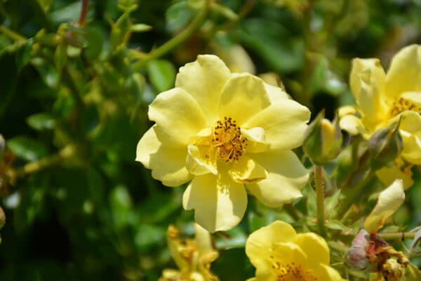 Rose, Oso Easy 'Lemon Zest'
