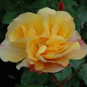 Rose, 'Tequilla'