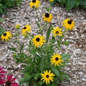 'American Gold Rush' Black Eyed Susan