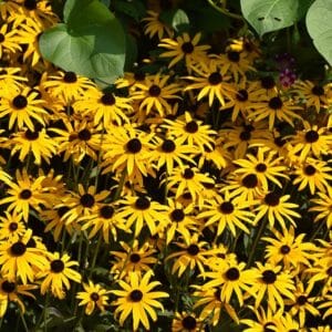 Coneflower #1