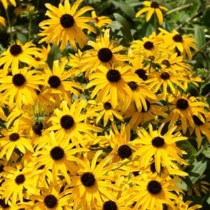 'Glitters Like Gold' Black Eyed Susan