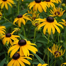 Black Eyed Susan #1