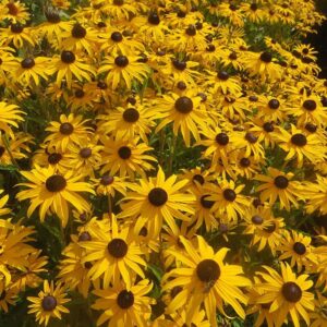 'Goldblitz' Black-eyed Susan #1